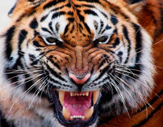 Фотообои Грозный оскал тигра 5676