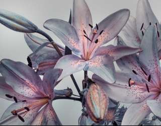 Фотошпалери Фіолетові лілії 22534