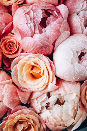 Фотошпалери квіти і роса