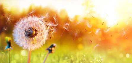 Фотошпалери кульбаба в полі Фотошпалери кульбаба в полі