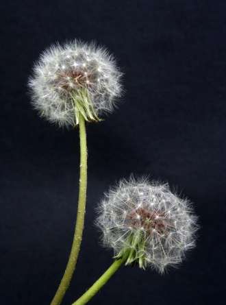 Фотошпалери два білих кульбаби Фотошпалери два білих кульбаби