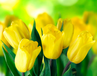 Фотообои Ярко-желтые тюльпаны 12084