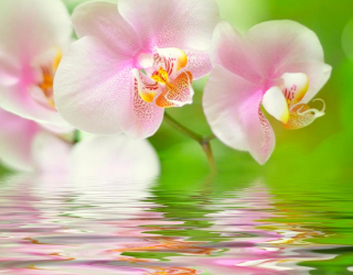 Фотошпалери Орхідеї рожево-білі 8809