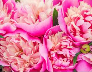 Фотошпалери Яскраво рожеві півонії 22912