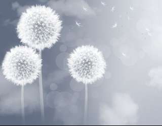 Фотошпалери Кульбабки на сірому тлі 22920