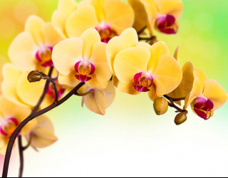 Фотообои Желтая орхидея 16840
