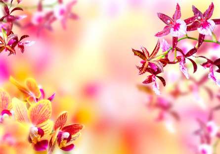 Фотошпалери Ніжні квіти