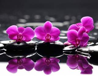Фотообои Орхидеи малинового цвета 8877