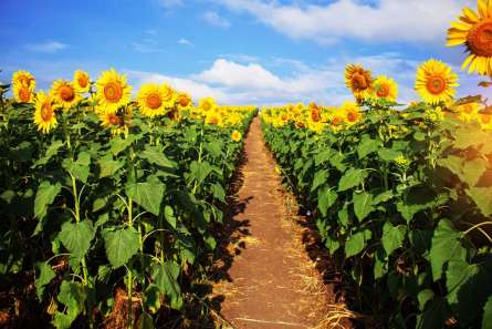 Фотообои дорога в поле подсолнухов