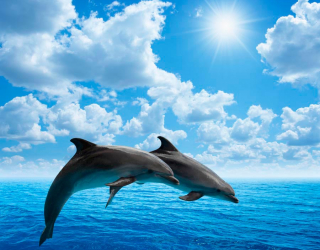 Фотообои Прыжки дельфинов 11844
