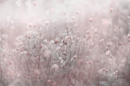 Фотошпалери польові квіти Фотошпалери польові квіти