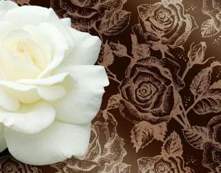 Фотошпалери Величезна біла троянда і патерн 22113