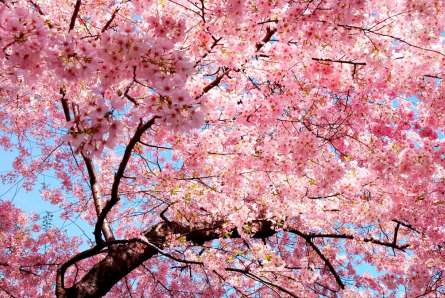 Фотошпалери Сакура розквітла Фотошпалери Сакура розквітла