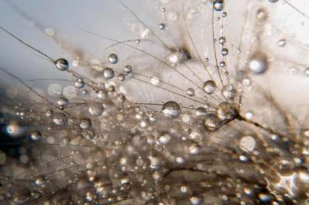 Фотошпалери Роса Фотошпалери Роса