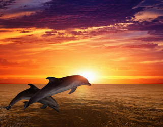 Фотообои Дельфины, море и закат 20874