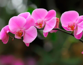 Фотообои Орхидеи нежно-розовые 8400