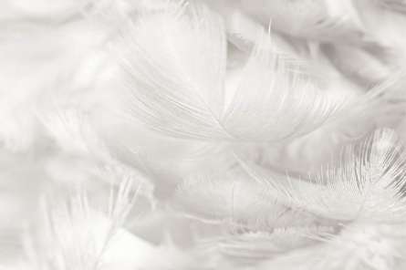 Фотошпалери білі пір'я