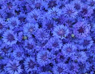 Фотошпалери синій Остеоспермум 21687