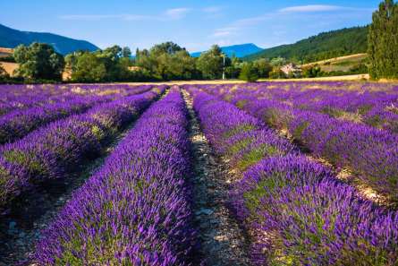 Фотошпалери поле квітів Фотошпалери поле квітів