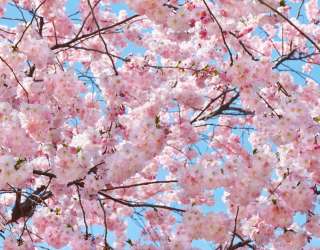 Фотошпалери квітуче дерево 20725