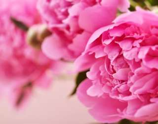 Фотошпалери рожевий піон 21442