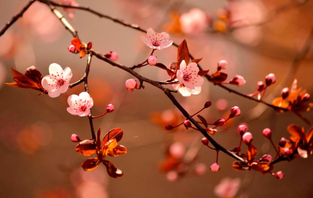 Фотообои Дерево вишни цветет