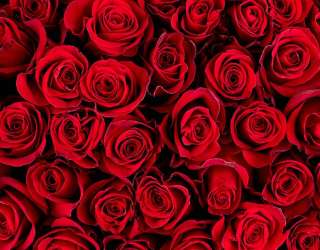 Фотошпалери red roses 21311
