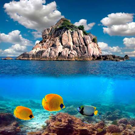 Фотошпалери Риби поблизу острова Фотошпалери Риби поблизу острова