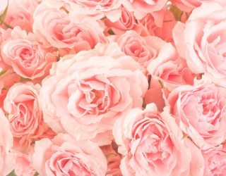 Фотообои Розы нежно-розовые 7466