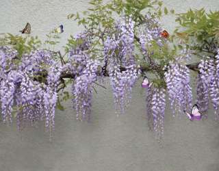 Фотошпалери Гліцинія 29127