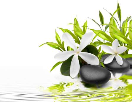 Фотошпалери Білі квіти Фотошпалери Білі квіти