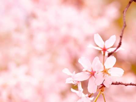 Фотошпалери Тонколиста квіти Фотошпалери Тонколиста квіти