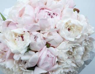 Фотошпалери великий півонія з півоній 21273