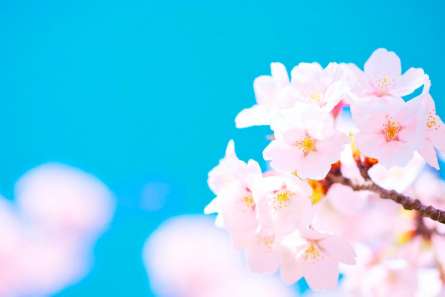 Фотошпалери Білі квіти в небі Фотошпалери Білі квіти в небі