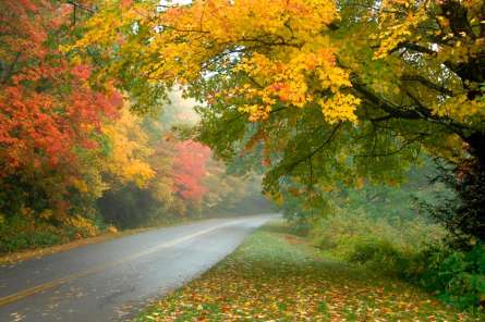 Фотообои Деревья над дорогой Фотообои Деревья над дорогой