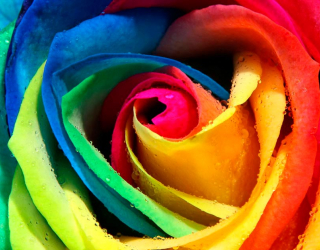 Фотообои Разноцветная роза 1128