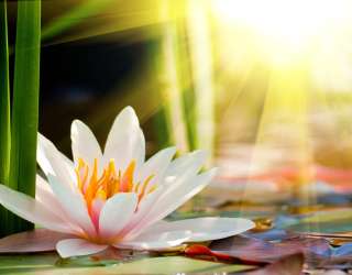 Фотошпалери біла водяна лілія 20590