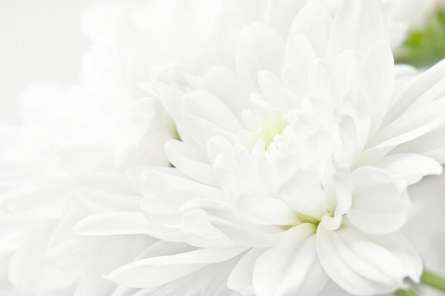 Фотошпалери Білі хризантеми Фотошпалери Білі хризантеми