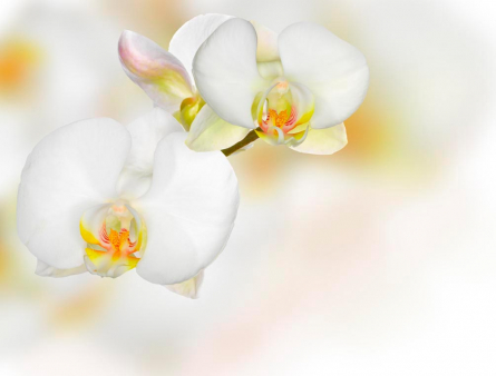 Фотообои Орхидеи белые с желтым