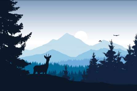 Фотошпалери ліс в тумані Фотошпалери ліс в тумані