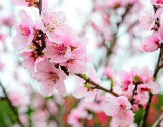 Фотошпалери рожева сакура 21298