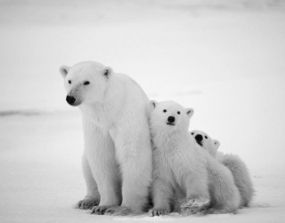 Фотообои Медведи полярные 3878