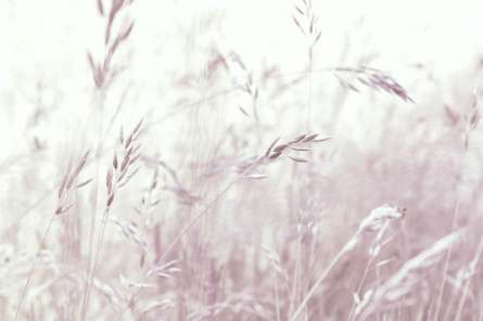 Фотообои Пудровые сухоцветы