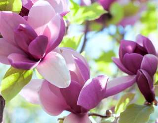 Фотошпалери біло-фіолетові квіти на дереві 20898