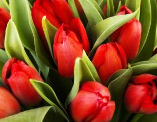 Фотошпалери червоні тюльпани 20605