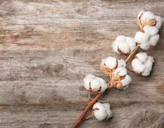 Фотошпалери квітка шовку 21551