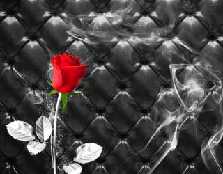 Фотошпалери Червона троянда на тлі 24188