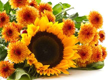 Фотошпалери Соняшники Фотошпалери Соняшники