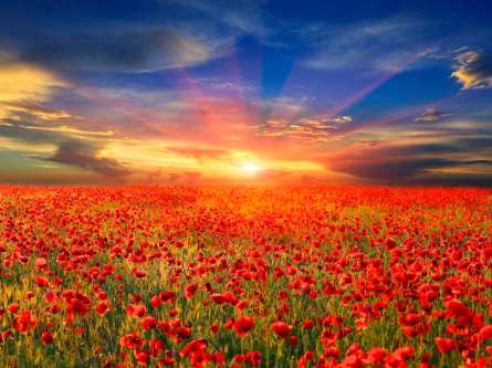 Фотообои Маки