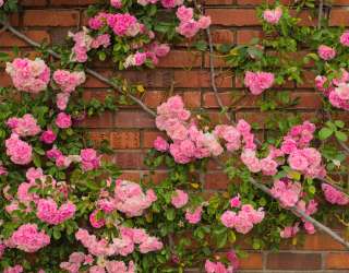 Фотошпалери чайна троянда на цегляній стіні 21613